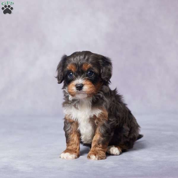 Ben, Cavapoo Puppy